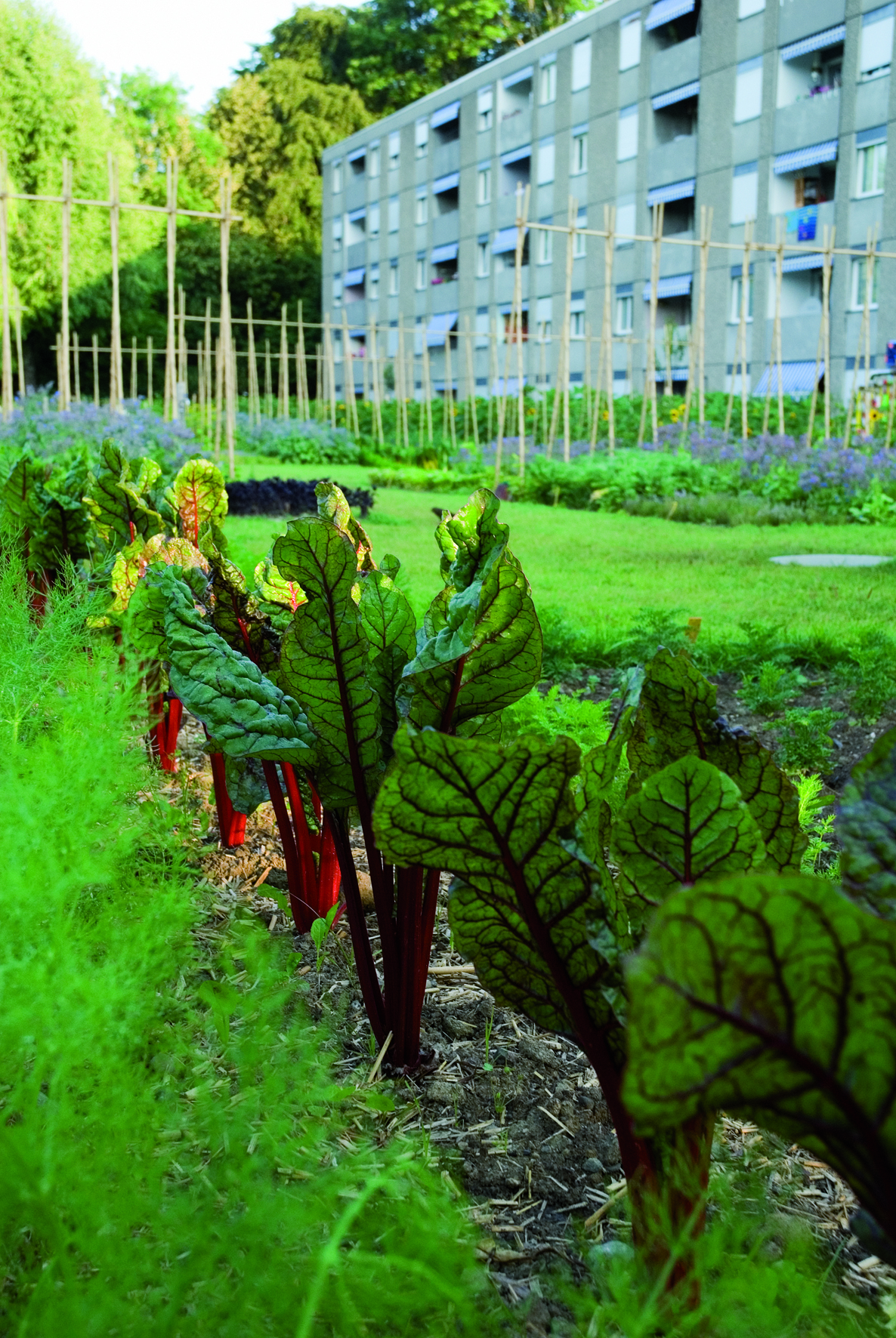 1.4 Plantons! ©L.Baud
